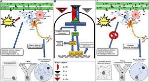 Check spelling or type a new query. Frontiers Contributions Of Interleukin 1 Receptor Signaling In Traumatic Brain Injury Behavioral Neuroscience