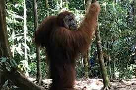 Menjadi landak raksasa tapi pesawatnya. Fundraiser By Prita Tandyasraya Landak River After The Floods