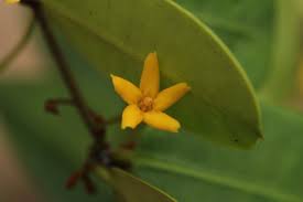 Image result for Secamone brevipes