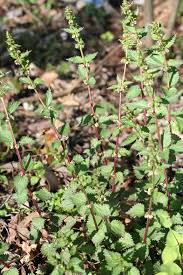 Image result for Urticaceae