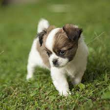 They are 10 week old and have been wormed. Chihuahua Puppies For Sale Breeders In Texas