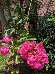 The yellow blooms that arrive over the winter are quite fragrant, making this an ideal plant to situate near a deck or patio. Small Flowering Tree In Florida Whatsthisplant