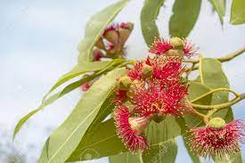 Landscape photography of withered tree in middle of desert during winter. Red Gum Flowers With Green Leaves Of Australian Native Eucalyptus Stock Photo Picture And Royalty Free Image Image 80326788