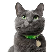 Buy and sell almost anything on gumtree classifieds. Russian Blue Kittens For Sale Adoptapet Com