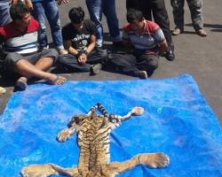 Gambar Harimau Sumatera di Taman Nasional Bukit Barisan Selatan