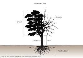 Parts Of A Tree Tree Diagram Tree Roots Tree Coloring Page