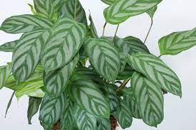 Ctenanthe plants are grown for their large, beautiful leaves. Ctenanthe Setosa