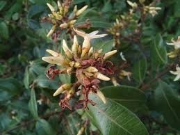 Image result for Landolphia kirkii