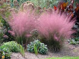 Pink Muhly Grass Pink Grass Plants Grasses Landscaping
