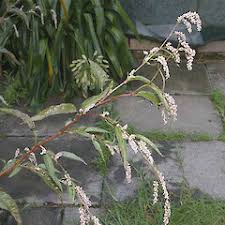 Image result for Persicaria lapathifolia