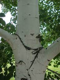 Photo Of The Stem Scape Stalk Or Bark Of Quaking Aspen Populus Aspen Scape Photo