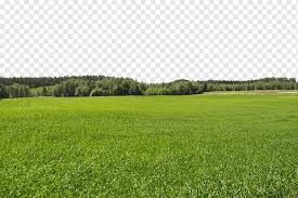5,000+ vectors, stock photos & psd files. Football Field Under The Blue Sky Pitch Meadow Plant Png Pngwing