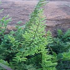 Image result for Cheilanthes viridis