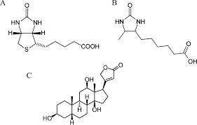 Linearized plasmid dna, and pcr products that contain an rna polymerase promoter site can be used as templates for in vitro transcription with mmessage. Current Approaches For Rna Labelling To Identify Rna Binding Proteins