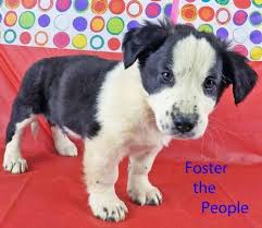 We hope you enjoy browsing and hope we are able to help you find the perfect basset hound puppy for you and your family! Foster The People Basset Hound Baby Adoption Rescue For Sale In Griffin Georgia Classified Americanlisted Com