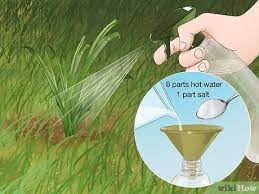 This does have a minor drawback. 9 Easy Ways To Get Rid Of Weeds Without Killing Grass Wikihow