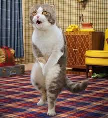 Janie airey / getty images. Tips Membersihkan Air Banglo Kucing By Mr Cat Place Facebook