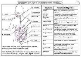 gcse biology digestion topic resource pack updated teaching resources digestive system worksheet body systems worksheets body systems