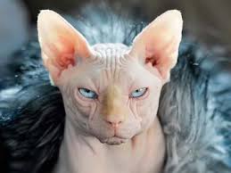 In case of highly rare sphynx cats, the price can go up to $10000. Sphynx Price Personality Lifespan