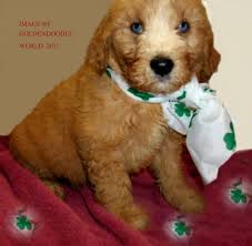 Our family calls rural wisconsin home, and we are thankful for every moment the lord has blessed us with here. Goldendoodle Puppies And Young Adults Available Goldendoodle Blogs