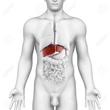 Human body internal parts such as the lungs, heart, and brain, are enclosed within the skeletal system and are housed within the different internal body cavities. Male Liver Organ Interior View With Full Body Male Liver Organ Stock Photo Picture And Royalty Free Image Image 14671646