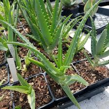 Image result for Aloe arborescens × inyangensis