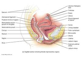 Endometriosis is more common in women who are having fertility issues, but it. Endometrioza Epidemiologia Oraz Objawy Masaz Tkanek Glebokich