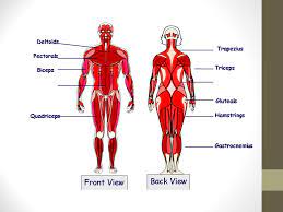 The superficial back muscles are the muscles found just under the skin. The Muscular System You Need To Be Able To Label Each Muscle And Know What Movement It Is Responsible For Ppt Download