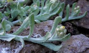 Image result for Pseudognaphalium luteo-album