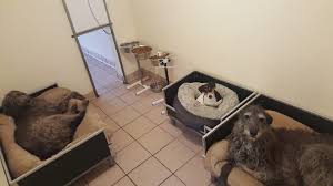 Wednesday's flute player played for 25 minutes then packed up and left. Homepage Lumphanan Pet Hotel