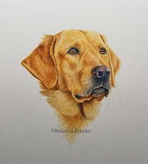 how to paint a golden retriever dog in watercolors by rebecca rhodes dog paintings dogs golden retriever golden retriever