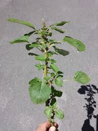 Image result for Amaranthus blitum