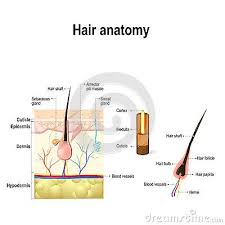Diagram Of A Hair Follicle In A Cross Section Of Skin Layers Hair Follicle Dermatology Skin