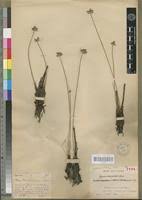 Image result for Cyperus nduru