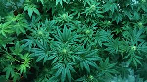 In mod ciudat, informatia referitoare la legalizarea marijuanei medicinale a ajuns in presa noastra din surse externe. Care Este Statutul Legal Al Cannabis Ului In Europa
