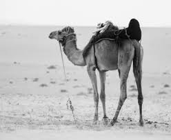 Camel milk has some interesting healing properties that may be of use in helping to heal hashimoto's and other autoimmune conditions. 7 Proven Evidence Based Health Benefits Of Drinking Camel Milk 2020 Vigourusa