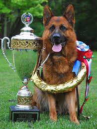 Maybe you would like to learn more about one of these? German Shepherds Vbds About Us