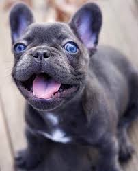 French Bulldog Black And Blue Eyes Blue Eyes Blueprintedpaws Frenchbulldogs Frenchiepuppy Ilovemyfrenchie Batpig Frenchiepup Frenchies French Bulldog Dog French Bulldog Puppies Bulldog