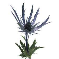 Thistle Blue Flower Fiftyflowers Com Wedding Flower Guide Blue Wedding Flowers Unique Wedding Flowers