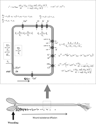 The process of assembly occurs spontaneously under normal cellular conditions once phospholipid has been synthesized. Simulation Of Variation Potential In Higher Plant Cells Springerlink