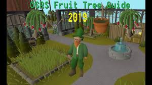 Obtained from picking the white tree in the varrock castle garden, after completion of the garden of tranquility quest. Osrs Fruit Tree Guide 2019 Youtube