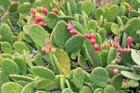 Image result for Opuntia
