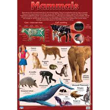 mammals wall chart rapid online