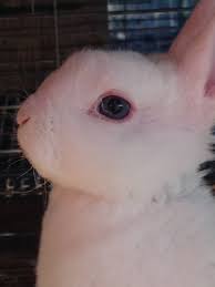 Stay updated about white bunnies with blue eyes for sale. Bew Blue Eyed White Mini Rex Buck Usa Rabbit Breeders