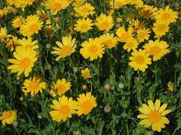 Pin On Flower Chrysanthemum Seruni