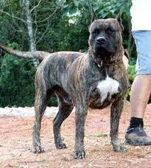 Love This Dog Presa Canario Presa Canario Dog Breeds Bully Dog