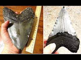 This is a fossil tooth of carcharocles megalodon, or megalodon, the largest shark ever. 5 Best Places To Find Megalodon Teeth Youtube