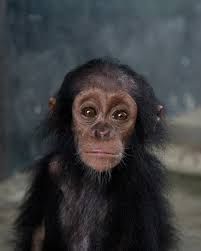 White Common Ravens are rare. An estimated 1 in 30,000 individuals is born  without this species' signature black plumage.