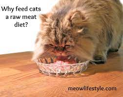 Why I Feed My Cat Raw Meat Meow Lifestyle Cat Care Cat Nutrition Raw Cat Food Diet