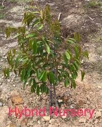 Kami mempunyai anak pokok kahwin musang king yang sangat berkualiti untuk dijual. Anak Benih Durian Musang King Hybrid Terus Unggul Ohlihat